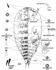  Eriococcidae:  Acanthococcus  sp. 