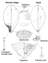  Halimococcidae:  Colobopyga kewensis   Illustration from Williams and Watson (1990) 