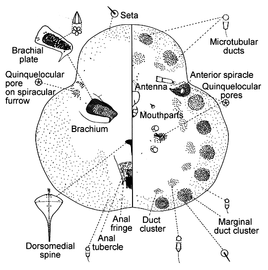  Kerriidae:  Paratachardina morobensis   Illustration from Williams and Watson (1990) 