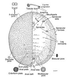  Lecanodiaspididae:  Lecanodiaspis prosopidis   Illustration from Gill (1993) 