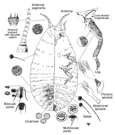  Matsucoccidae:  Matsucoccus matsumurae  