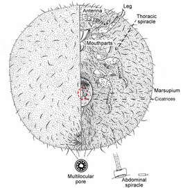  Monophlebidae:  Crypticerya townsendi   Illustration from Gill (1993) 