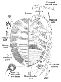  Ortheziidae:  Newsteadia montana  