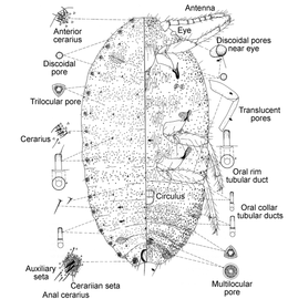  Pseudococcidae:  Pseudococcus maritimus  