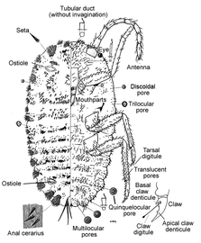  Putoidae:  Puto kosztarabi     