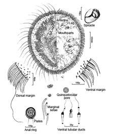  Stictococcidae:  Parastictococcus mutatus   Illustration from Richard (2004) 