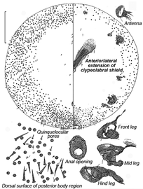  Beesoniidae:  Echinogalla pustulata   Illustration from Takagi (2001) 