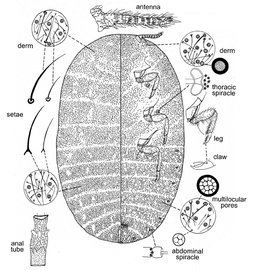  Coelostomidiidae:  Coelostomidia pilosa   Illustration from Morales (1991) 