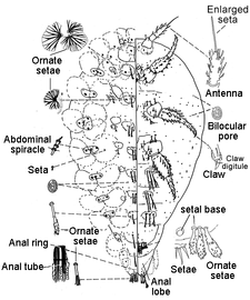  Carayonemidae:  Foldicoccus monikae  