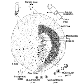  Kermesidae:  Allokermes branigani   Illustration from Gill (1993) 