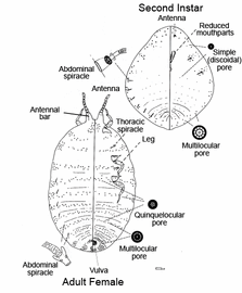  Kuwaniidae:  Kuwania quercus   Illustration from Gill (1993) 