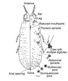  Steingeliidae:  Stomacoccus platani   Illustration from Gill (1993) 