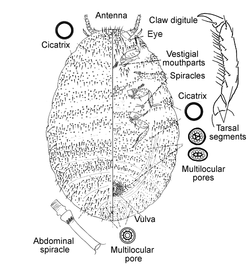  Xylococcidae:  Xylococculus betulae   Illustration from Gill 1993 