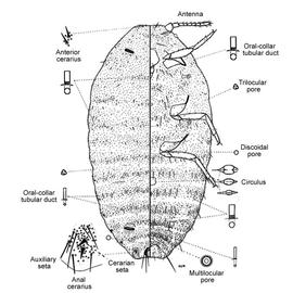   Dysmicoccus boninsis   Illustration by Douglas Williams 