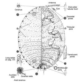   Dysmicoccus brevipes   Illustration by Judy Illtis 