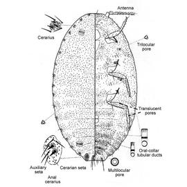   Dysmicoccus grassii   Illustration by Douglas Williams 