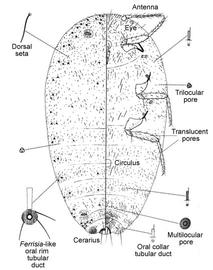   Ferrisia virgata   Illustration by Douglas Williams 