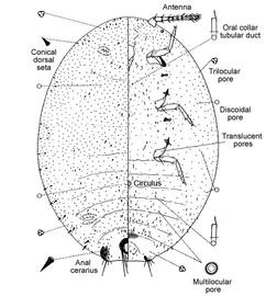   Nipaecoccus nipae   Illustration by Douglas Williams 