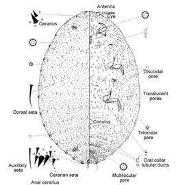   Palmicultor palmarum   Illustration by Douglas Williams 