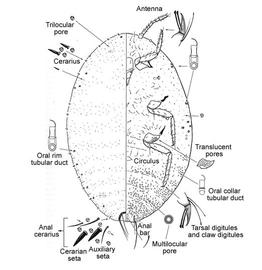   Paracoccus marginatus   Illustration by Gary Miller 