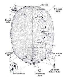   Paraputo odontomachi   Illustration by Douglas Williams 