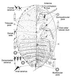   Phenacoccus franseriae   Illustration by Gordon Ferris 