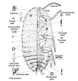   Phenacoccus madeirensis   Illustration by Douglas Williams 