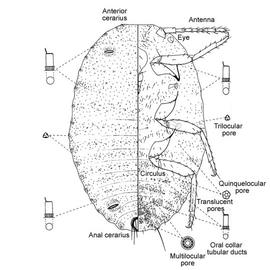   Phenacoccus parvus   Illustration by Douglas Williams 