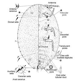   Phenacoccus solani   Illustration by Gordon Ferris 