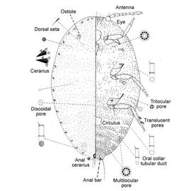   Planococcus citri   Illustration by Jennifer Cox 