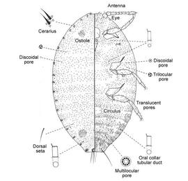   Planococcus ficus   Illustration by Jennifer Cox 