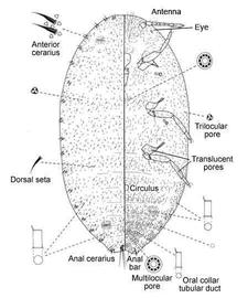   Planococcus kraunhiae   Illustration by Jennifer Cox 