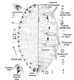   Pseudococcus cryptus   Illustration by Douglas Williams 