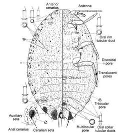   Pseudococcus longispinus   Illustration by Gordon Ferris 