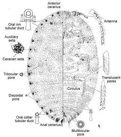   Pseudococcus odermatti   Illustration by Linda Heath Lawrence 