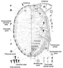   Rastrococcus iceryoides   Illustration by Douglas Williams 