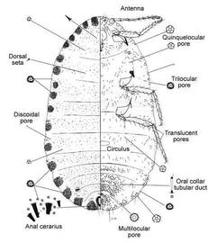   Rastrococcus invadens   Illustration by Douglas Williams 