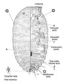   Saccharicoccus sacchari   Illustration by Douglas Williams 