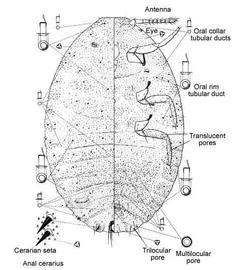   Vryburgia amaryllidis   Illustration by Gordon Ferris 