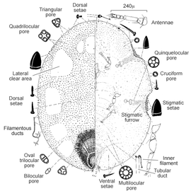   Ceroplastes ceriferus   Illustration by W. F. Gimpel 