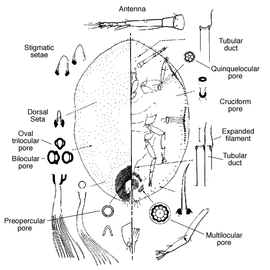   Ceroplastes rusci   Illustration by C. J. Hodgson 