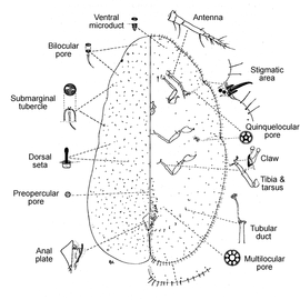   Coccus capparidis   Illustration by R. J. Gill 