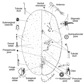   Coccus hesperidum   Illustration by R. J. Gill 