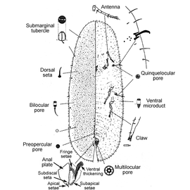   Coccus longulus   Illustration by R. J. Gill 