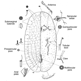   Coccus moestus   Illustration by R. J. Gill 