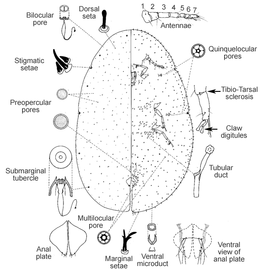   Coccus viridis   Illustration by R. J. Gill 