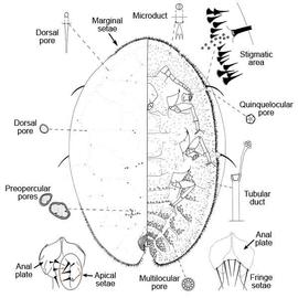   Drepanococcus chiton   Illustration by D. J. Williams 