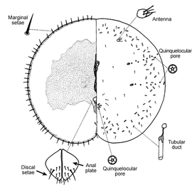   Pseudokermes vitreus  
 Illustration by A. B. Hamon 