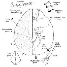   Kilifia deltoides   Illustration by G. DeLotto 