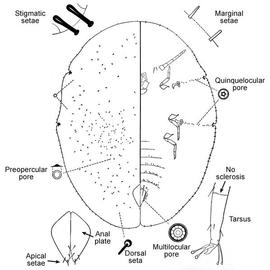   Marsipococcus proteae   Illustration by G. DeLotto 